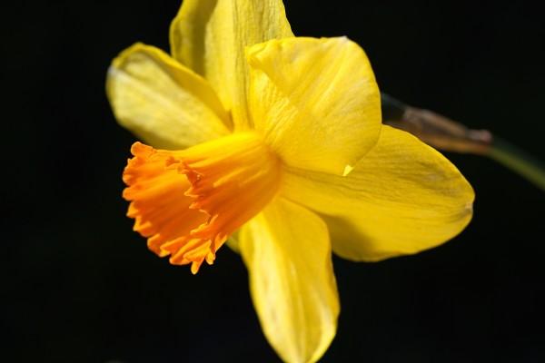 Daffodil Yellow by Joy Watson
